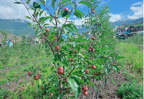 जुम्लाको ४२ हजार हेक्टरमा स्याउ खेती, गुठीचौरमा नेपालकै ठूलो बगैंचा