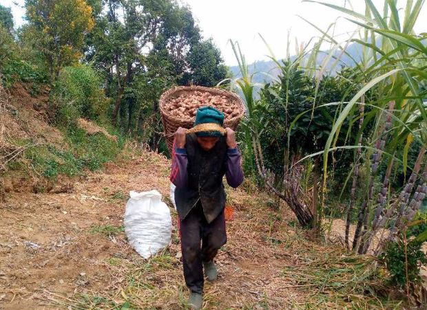 त्रिवेणी गाउँपालिकाबाट ६ करोडभन्दा बढीको अदुवा बिक्री