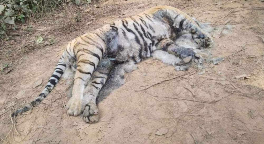 अरुणखोलामा पाटे बाघ मृत फेला