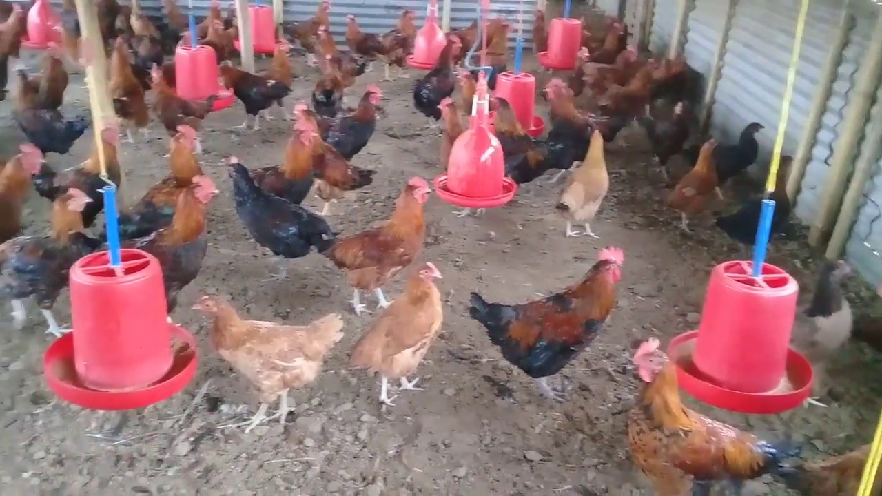 नवलपरासीका लोकल कुखुरामा समेत बर्डफ्लु