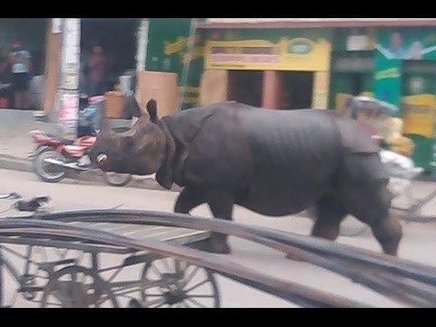 गैंडाकोटमा गैडाको आक्रमणबाट दुई जना घाईते