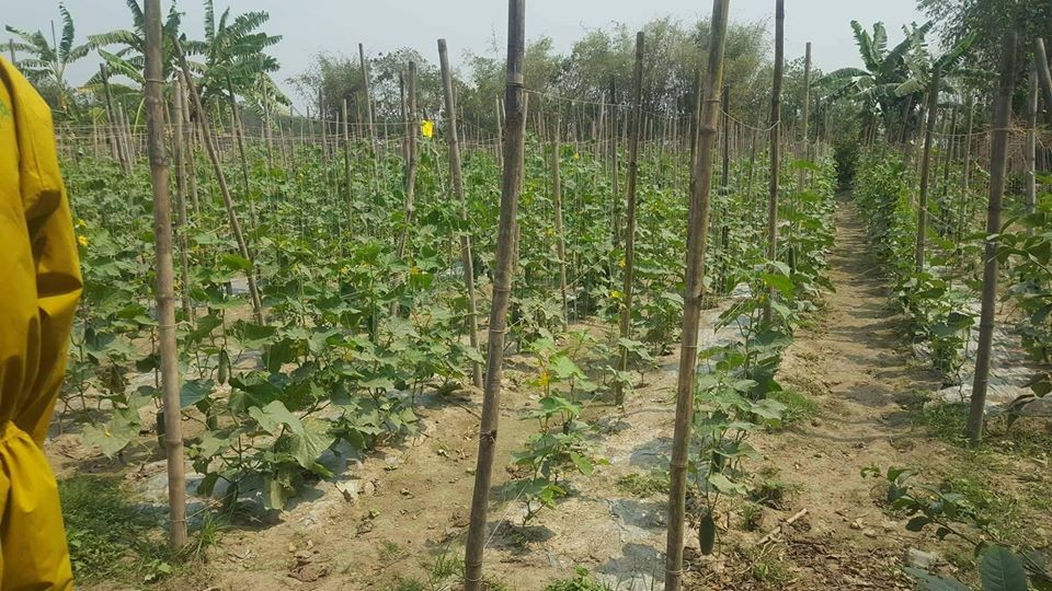 किरा मार्न 'मोहनी पासो’