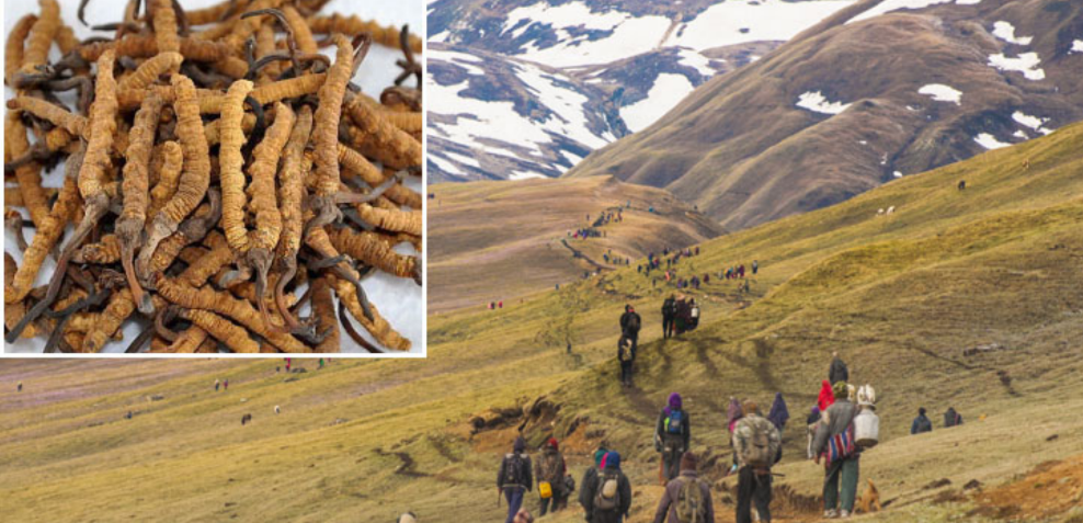 यार्सा सङ्कलनबाट ९० लाख शुल्क