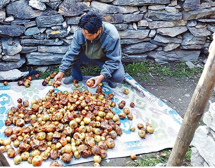 उत्पादित स्याउ बजार नपाएर बारीमै कुहियो