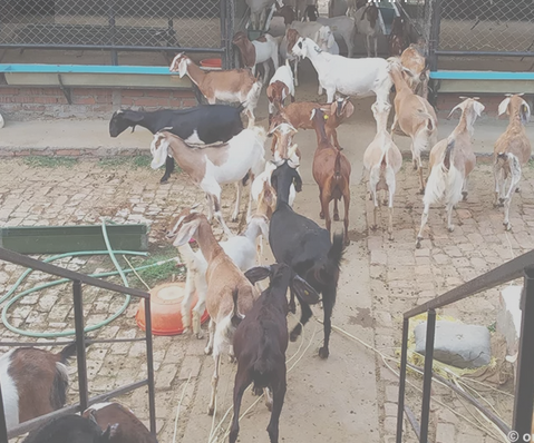बाख्रापालनबाट करोडको कारोबार