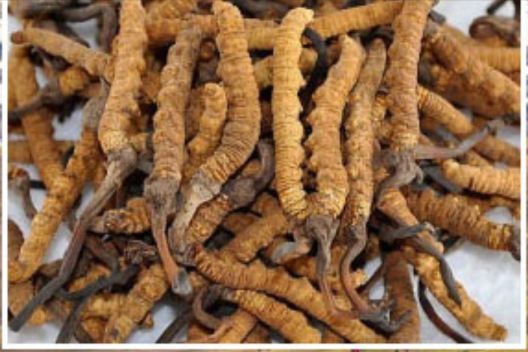यार्सागुम्बा सङ्कलकनमा गएका एकको मृत्यु
