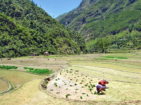 बाँफिकोटमा मुआब्जा वितरण