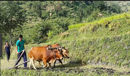 समयमा पानी नपर्दा ३६ हजार हेक्टर खेत बाँझै