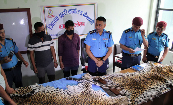 गोदावरीबाट चितुवाको छालासहित दुई पक्राउ