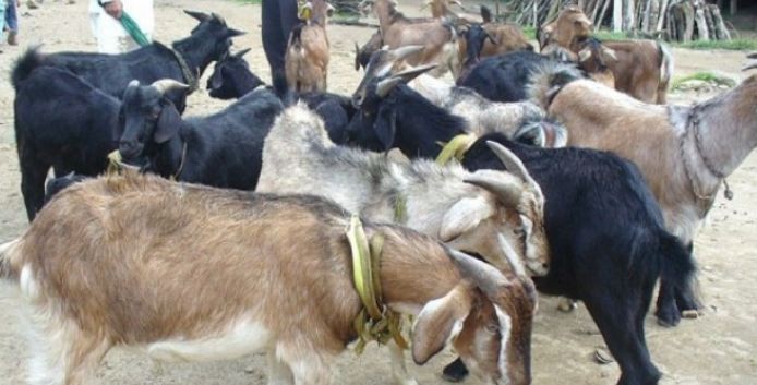 भन्सार छली ल्याएका खसी बोका बरामद