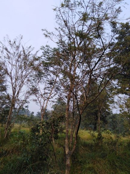 नवलपरासीका सामुदायिक वनमा, जडीबुटी खेती फस्टाउँदो