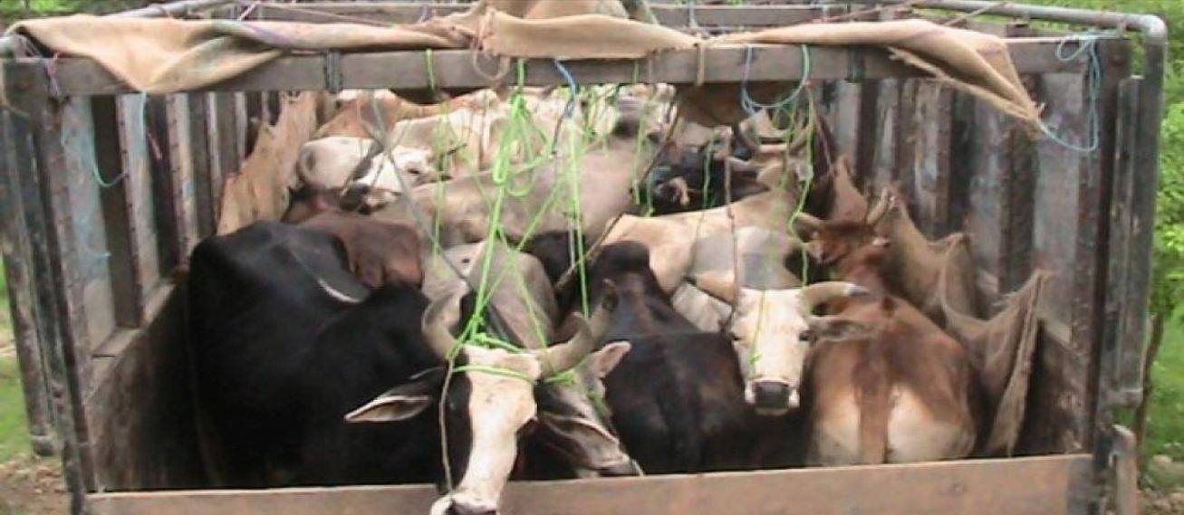 नेपालबाट भारततर्फ गाई तस्करी गर्न लागेका दुई तस्करहरु पक्राउ