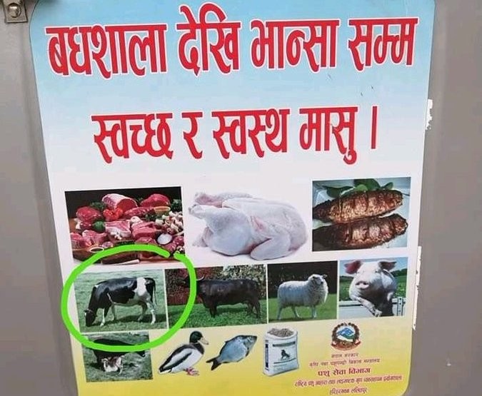 पोस्टरमा भूलवश गाईको तस्बिर पर्न गएको भन्दै पशु सेवा विभागले माग्यो माफी
