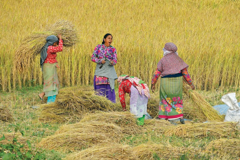 दसैं सकियो, धान भित्र्याउने चटारो