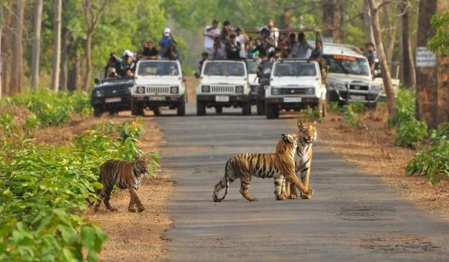 दशैँपछि पनि चितवनको सौराहामा पर्यटकको चहलपहल