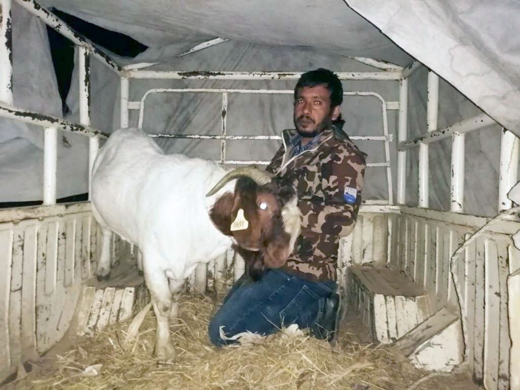 तोरीपानीमा एउटै बोकाको मूल्य करीब तीन लाख