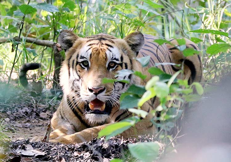 पाटेबाघको सङ्ख्या वृद्धि