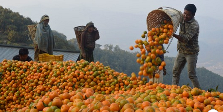 बागलुङमा शुक्रबारदेखि चौथो सुन्तला उत्सव शुरु