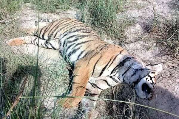 चितवन राष्ट्रिय निकुञ्ज अन्तर्गतको सामुदायीक वनमा वयस्क पाटेबाघ मृत फेला