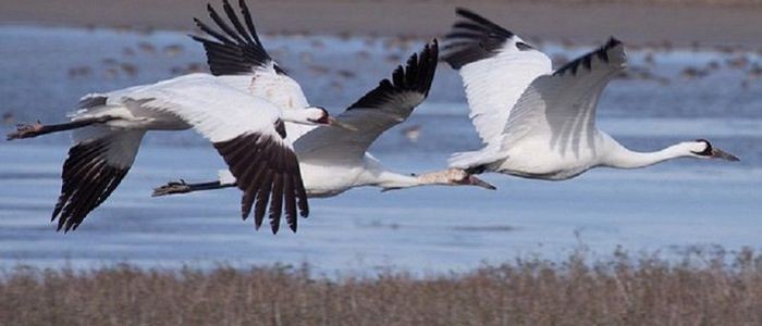 पुस १९ देखि माघ ५ गते सम्म जलपन्छीको गणना हुने