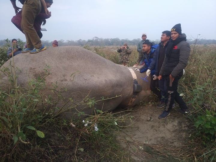 रोनाल्डो हात्तीमा रेडियो कलर जडान
