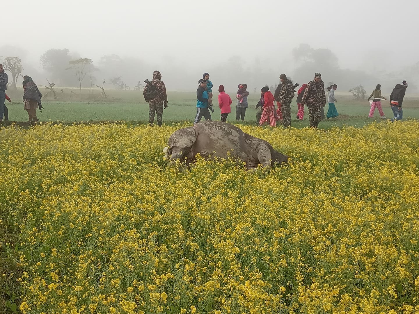 मध्यविन्दुमा भाले गैडाको मृत अवस्थामा फेला