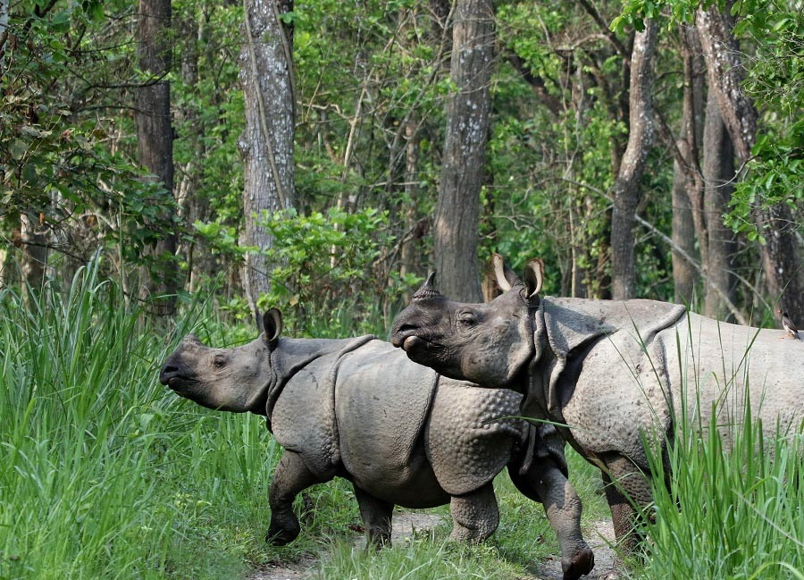 नेपालले चीनलाई एक जोडी गैंडा उपहार दिने