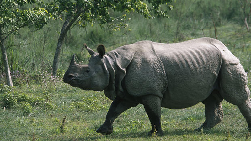 गैंडाको आक्रमणबाट कावासोतीमा दुई जना घाईते