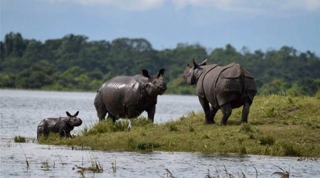 चितवन राष्ट्रिय निकुञ्जमा गैँडा गणना चैतमा, ४० हात्ती र २०० कर्मचारी परिचालन गरिने