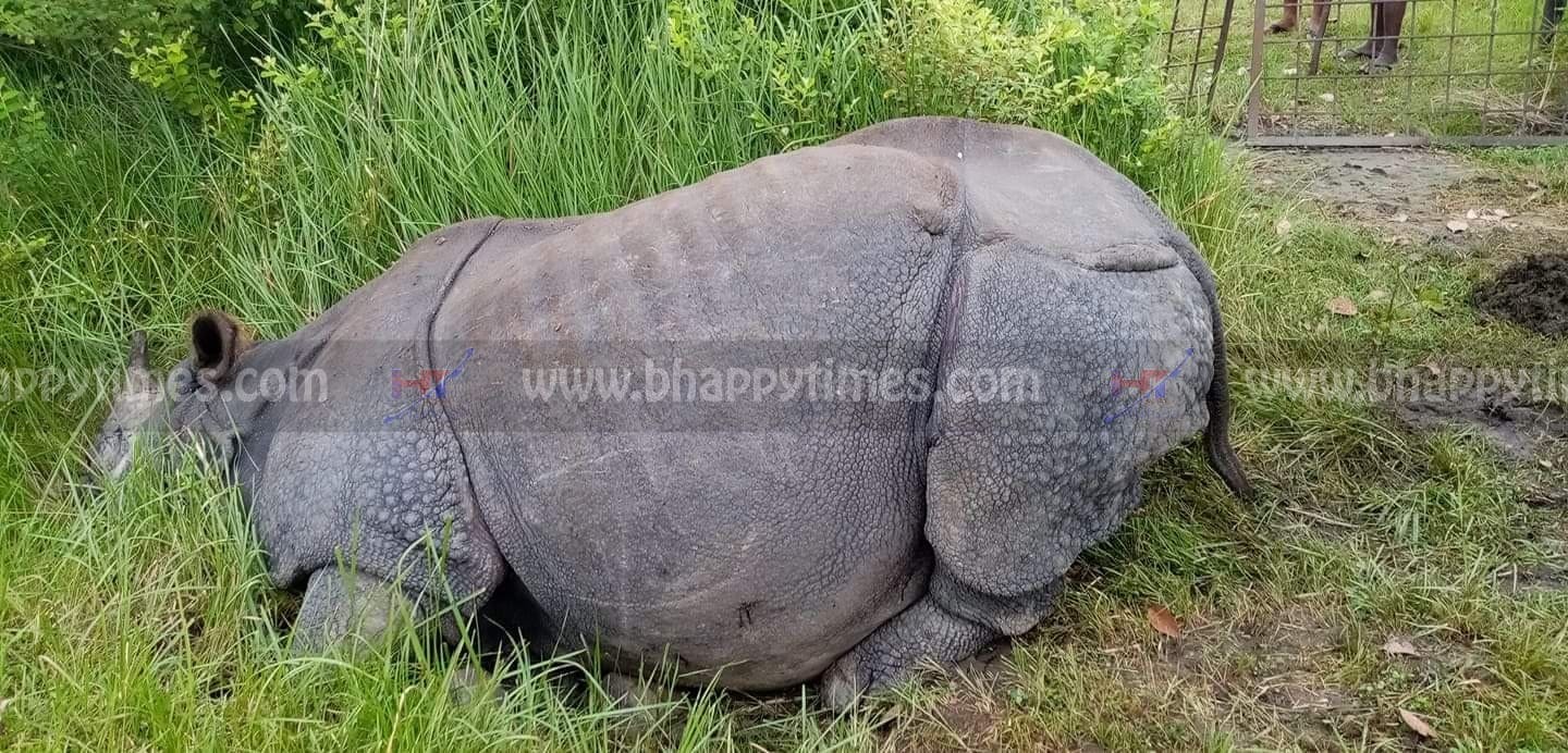 नवलपुरको कावासोतीमा  गैंडा मृत अवस्थामा फेला