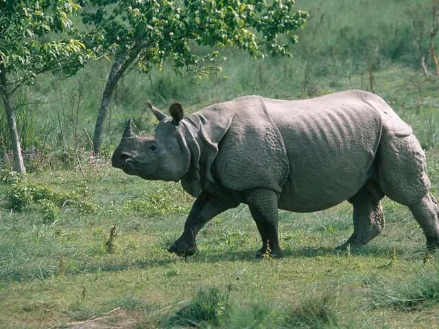 गैँडाको आक्रमणबाट कावासोतीमा एकजनाको मृत्यु