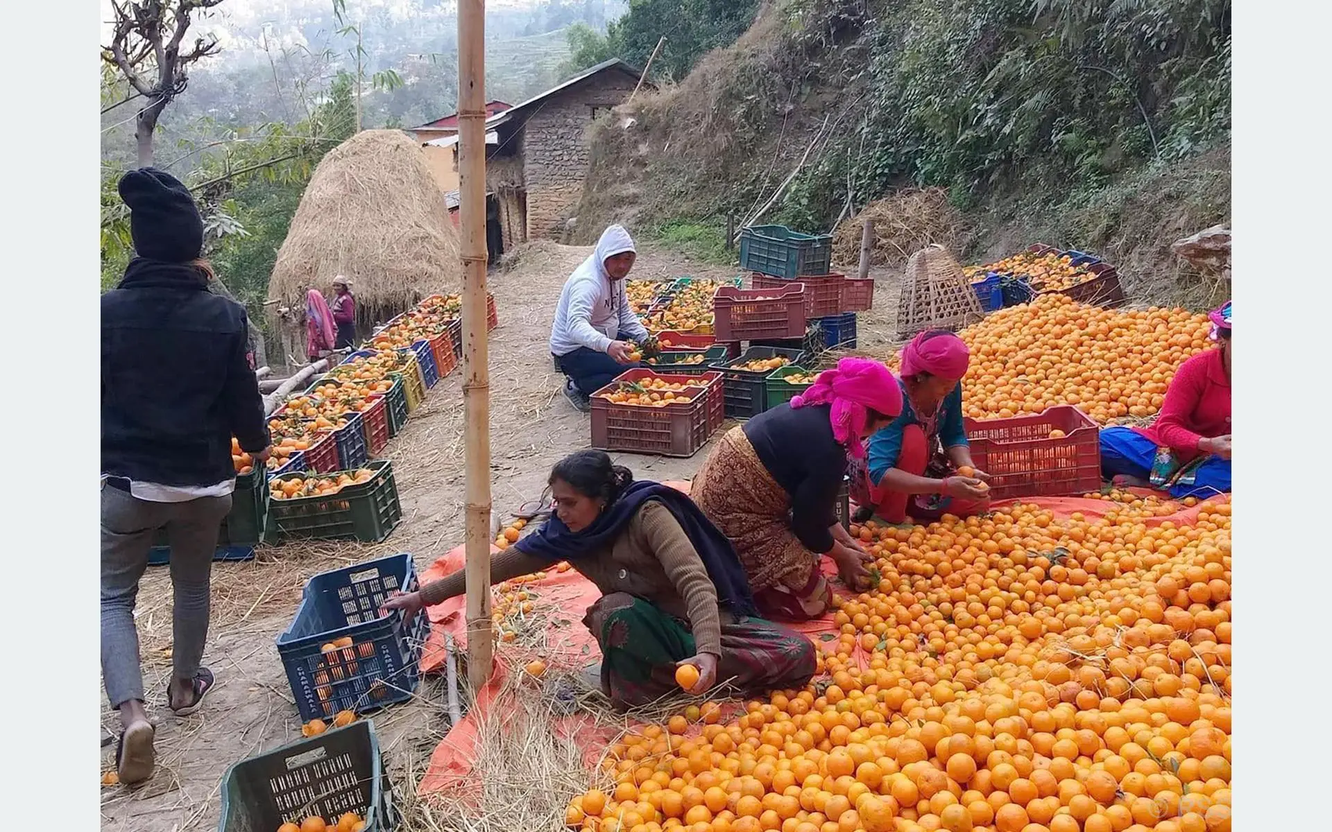 बागलुङमा सुन्तलाखेतीप्रति कृषकको आकर्षण बढ्दै