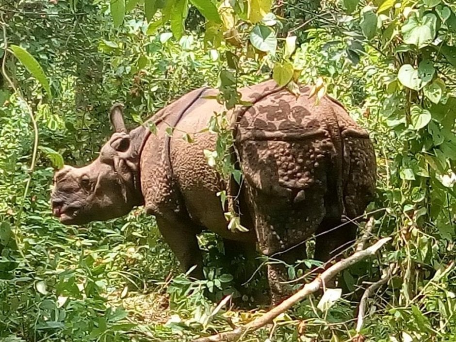 गैँडाको आक्रमणबाट युवक घाइते