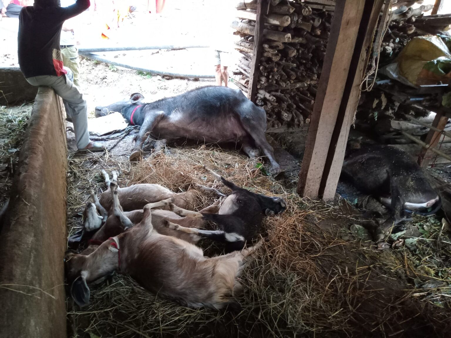 कालिकामा पानी खुवाएको एक घण्टामा गोठका सबै पशु मरे