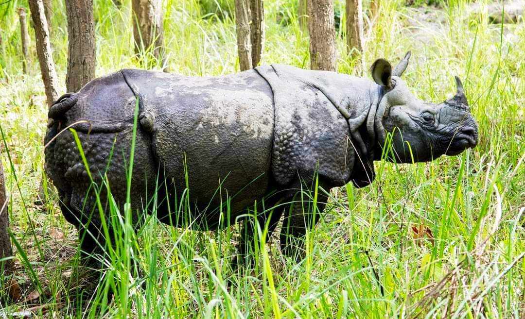 देवचुलीकाे पिप्रहरमा गैंडाकाे आक्रमण, एक जना गम्भिर घाईते