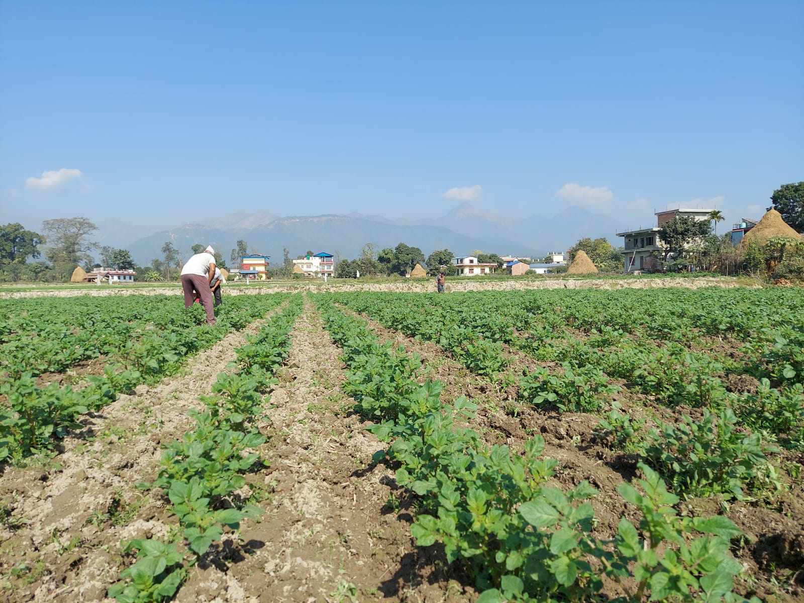 नवलपुरमा आलु खेतीको क्षेत्रफल बढेसँगै उत्पादन पनि बढ्ने अनुमान