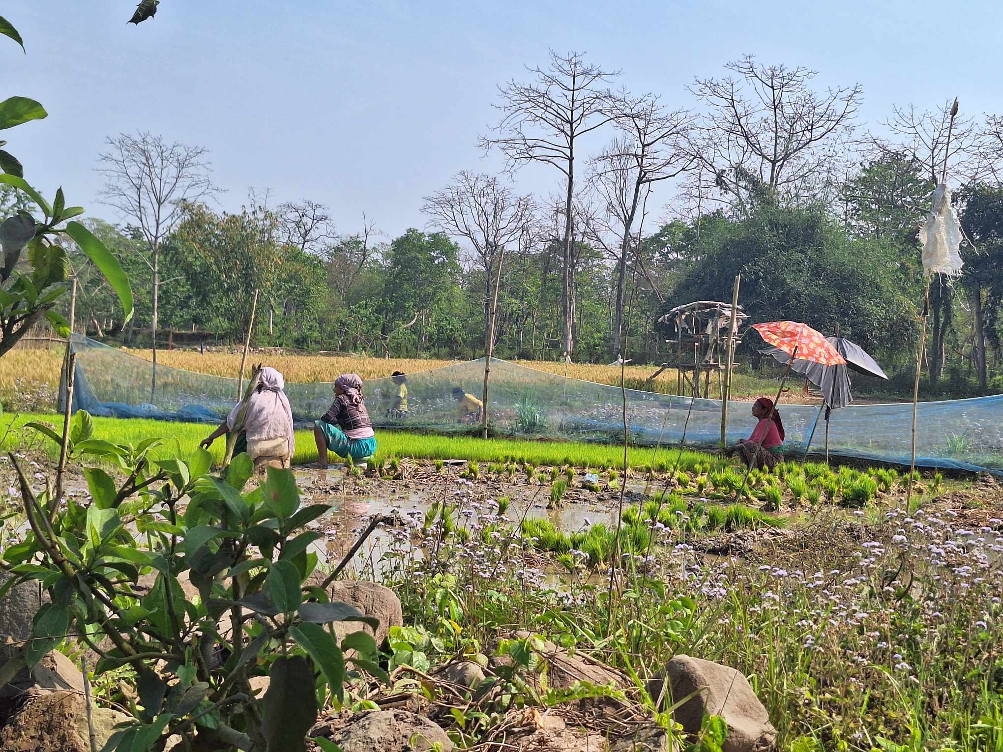 किसानलाई चैते धान रोप्न भ्याइनभ्याइ