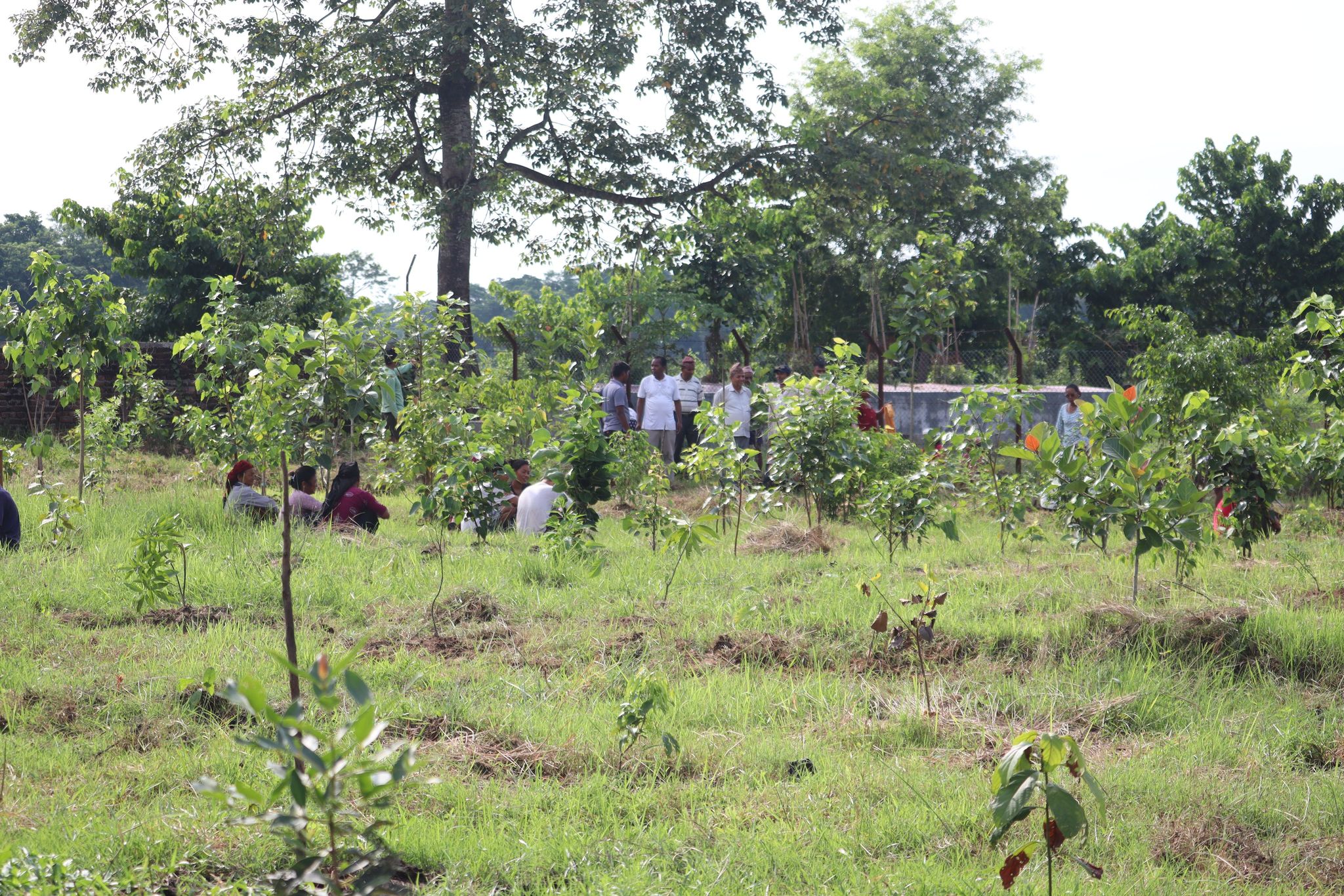 नारायणी दिव्यधाम परिसरमा वृक्षारोपण