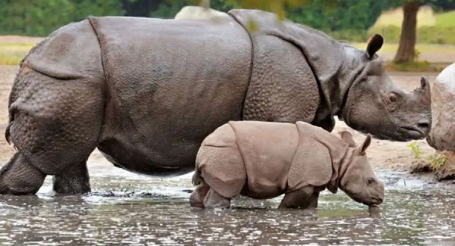 चितवनमा गैँडा संरक्षणसम्बन्धी अन्तर्राष्ट्रिय सम्मेलन हुँदै