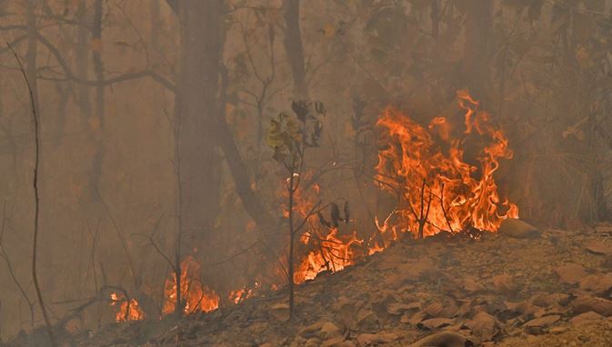 स्याङ्जामा डढेलोले खायो ६२ वन