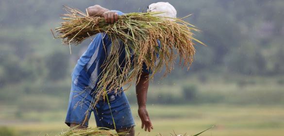 बागलुङमा २० हजार मेट्रिक टन धान उत्पादन