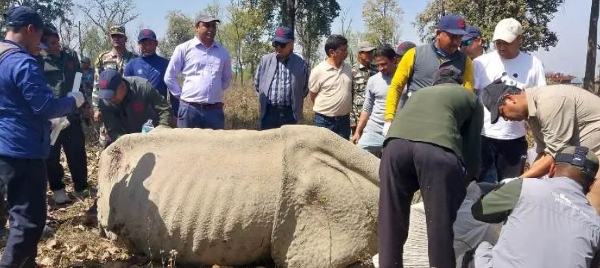 छ गैँडा स्थानान्तरण गर्ने तयारीमा रहेको चितवन निकुञ्जले तीन वटाको गर्‍यो स्थानान्तरण