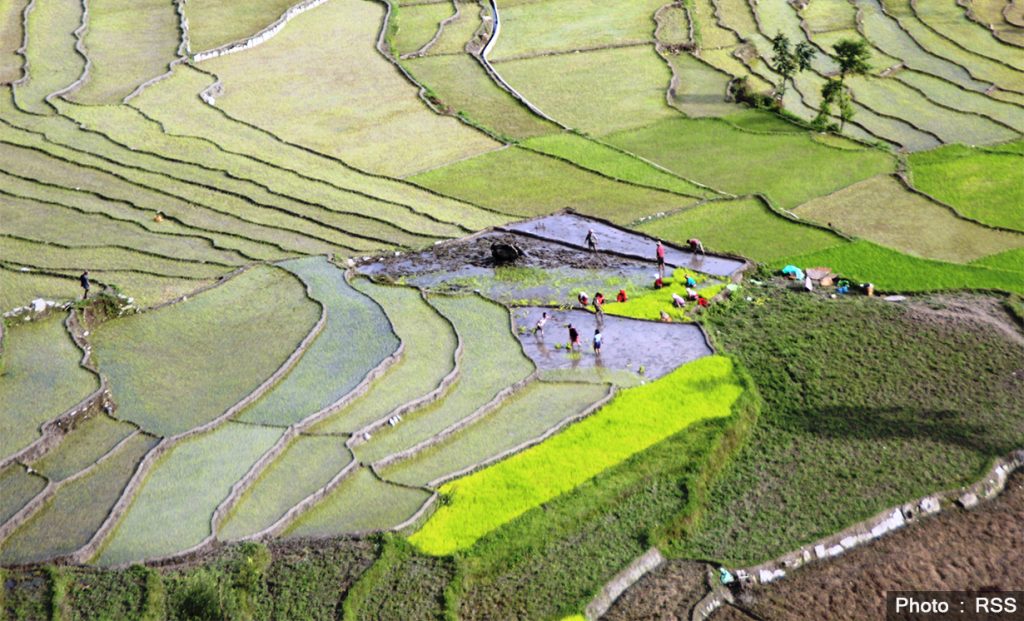 साउन महिना लागिसक्दा कुन प्रदेशमा कति भयो रोपाई 