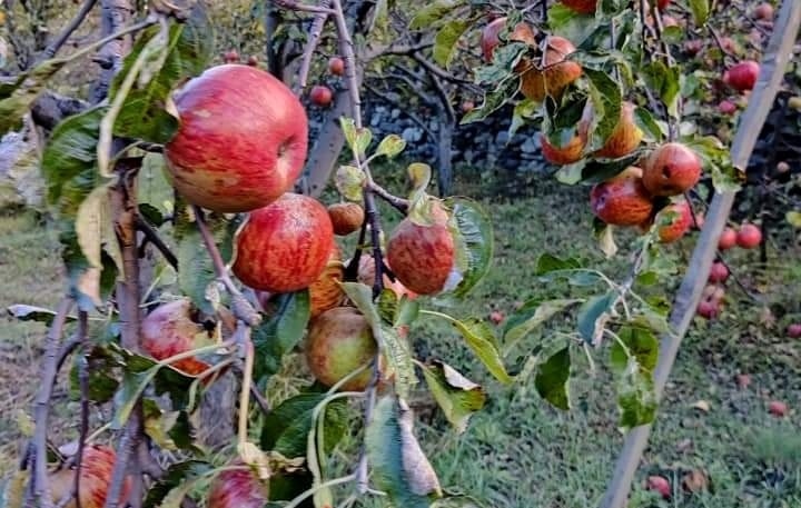 मुस्ताङका कृषकलाई स्याउ बगैँचा व्यवस्थापनको चटारो