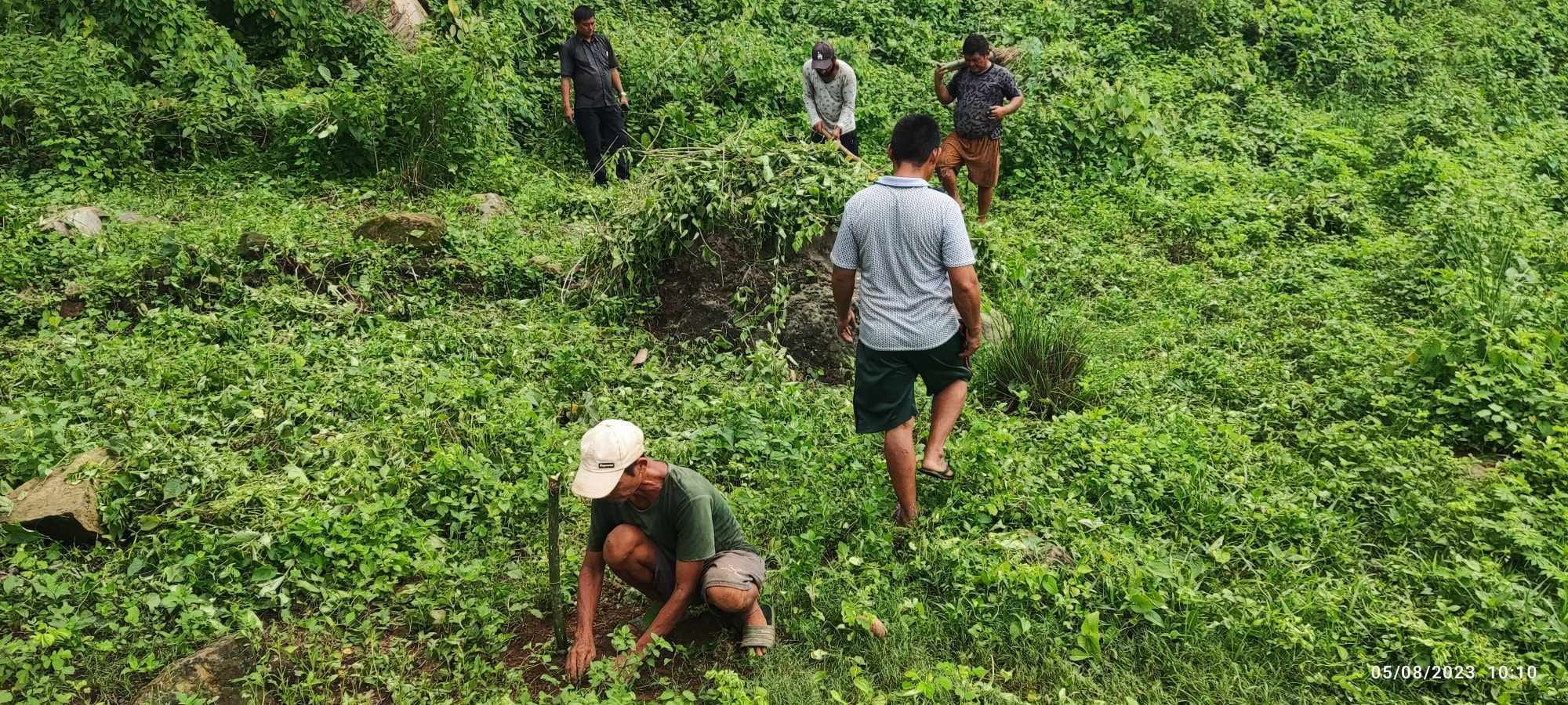 अमर ज्योति बनमा एकै पटक ५ सय अम्रिसो र उन्नत जातको बाँस रोपियो 