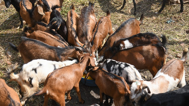 दशैंका लागि खसी र च्याङ्‍ग्रा किन्न ८ करोड ३३ लाख बजेट, सहुलियत पसल पनि खुल्ने