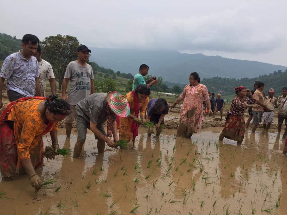 देशभर ५ लाख ३९ हजार हेक्टर क्षेत्रफलमा रोपाइँ सकियो