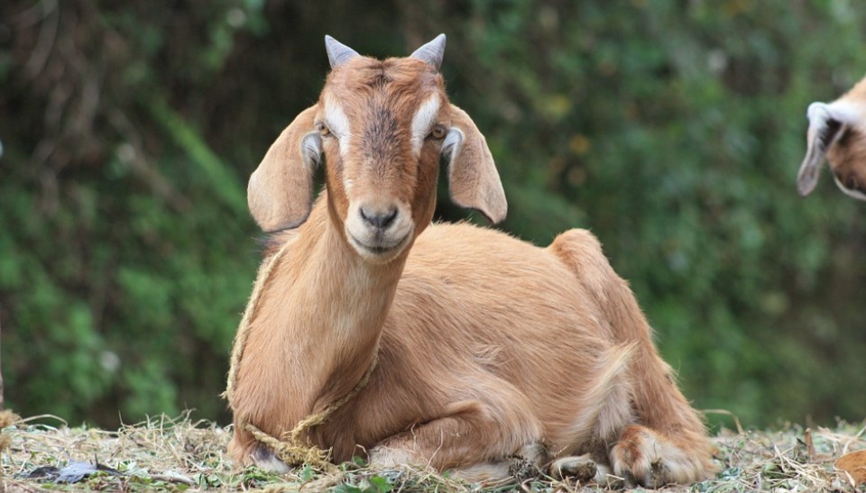 खसी र बोका चोरी गरेको आरोपमा पक्राउ
