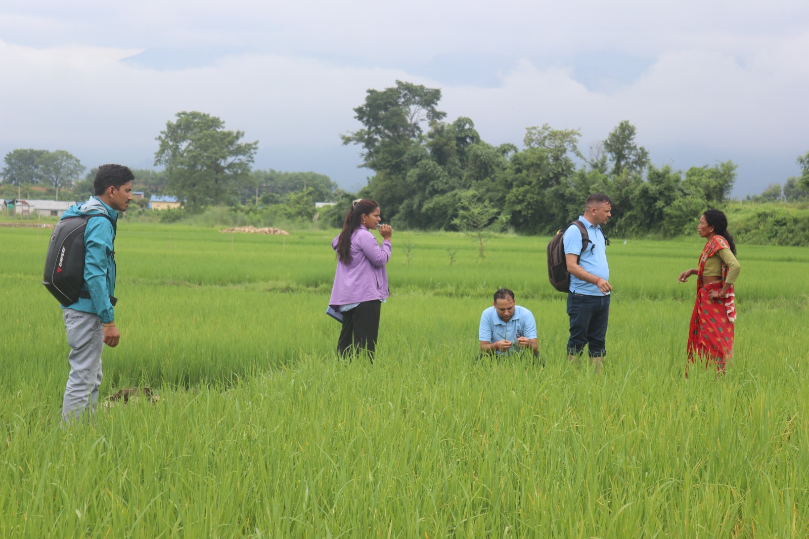 कृषि बिकास शाखा देवचुलीको धानबालीमा अनुगमन
