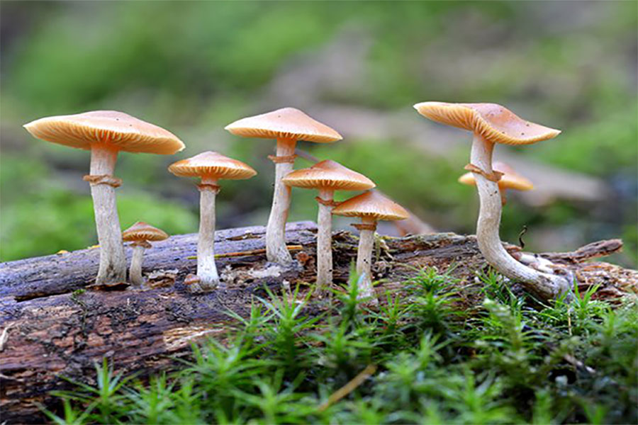 गुल्मीमा जङ्गली च्याउ खाँदा ८ जना बिरामी
